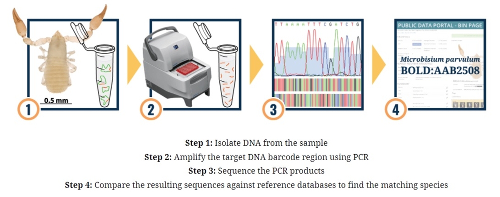 dna